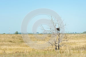 Windhover flying over the tree with nest