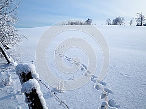 Winding animal tracks leading away across a sunlit field covered with pristine snow