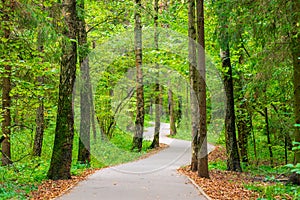 A winding asphalt path in the city park