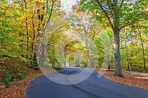 Winding Autumn Road