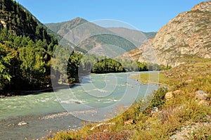 The winding bed of a beautiful river flowing through the summer valley, surrounded by coniferous forests and high mountains