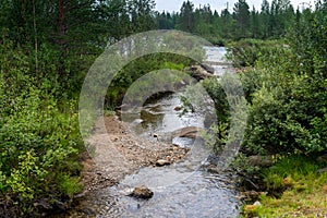 Winding bed of a mountain river in the taiga, flowing through a summer forest