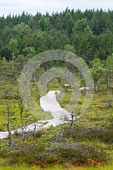 Winding boardwalk leading through bog area