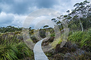 Winding boardwalk among native vegetation in Hartz Mountains Nat