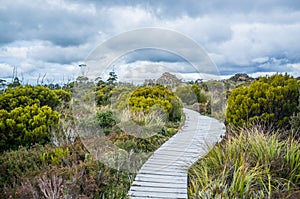 Winding boardwalk among native vegetation in Hartz Mountains Nat