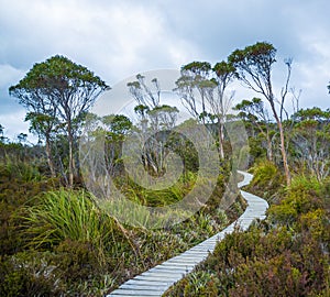 Winding boardwalk among native vegetation in Hartz Mountains Nat