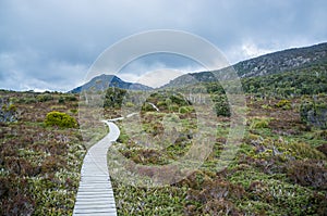 Winding boardwalk among native vegetation in Hartz Mountains Nat