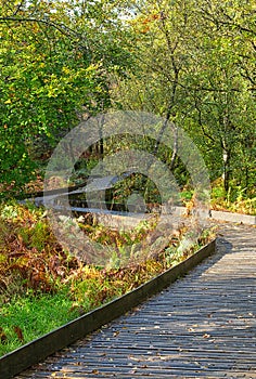 Winding boardwalk through woodland. Dartmoor, Devon.