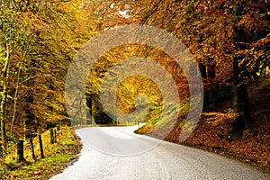 Winding Country Road through an Autumn Forest