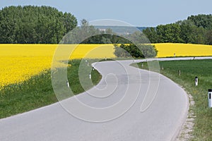 Winding country road with canola field