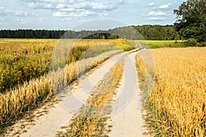 Winding country road through fields of wheat and clover