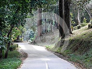 A winding country road leads through a shady forest in northern Thailand