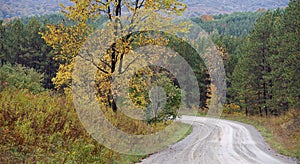 Winding country road in rural scenery