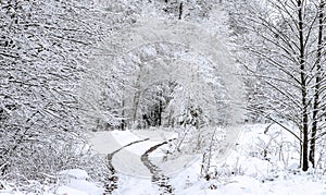 Winding country road in a snowy forest.