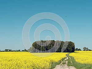 Winding country road through a yellow rapeseed field