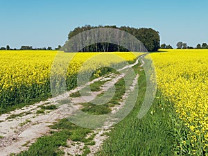 Winding country road through a yellow rapeseed field