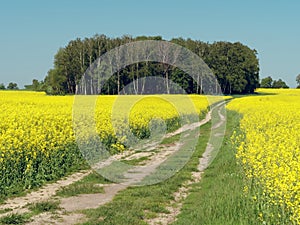 Winding country road through a yellow rapeseed field