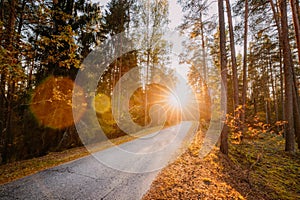 Winding Countryside Road Path Walkway Through Autumn Forest. Sun