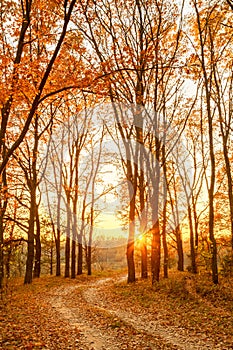 Winding Countryside Road Path Walkway Through Autumn Forest. Sun