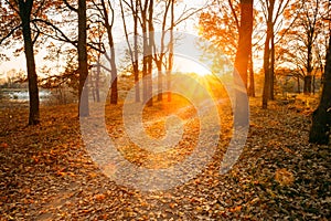 Winding Countryside Road Path Walkway Through Autumn Forest. Sun