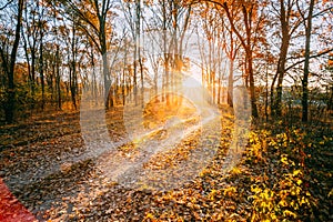 Winding Countryside Road Path Walkway Through Autumn Forest. Sun