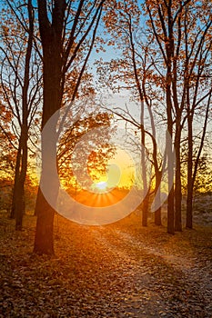 Winding Countryside Road Path Walkway Through Autumn Forest. Sunset