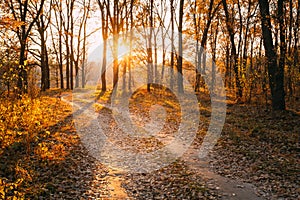 Winding Countryside Road Path Walkway Through Autumn Forest. Sunset