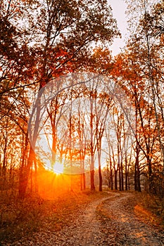 Winding Countryside Road Path Walkway Through Autumn Forest. Sunset