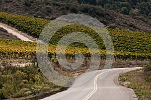 Winding Countty Road By Vineyard