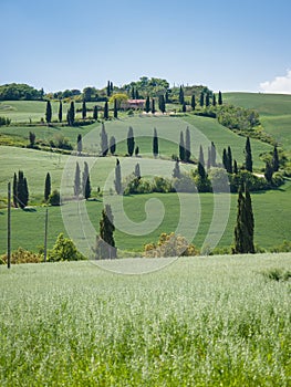 Winding cypress lane in Tuscany