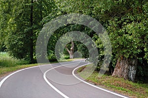 Winding dangerous forest asphalt road with markings