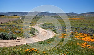 Winding desert dirt road in field of California Golden Poppies in the high desert of southern California near Lancaster California