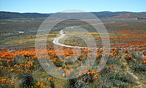 Winding desert dirt road in field of California Golden Poppies in the high desert of southern California near Lancaster California