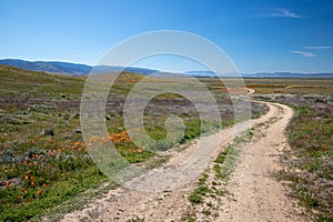 Winding desert dirt road in field of California Golden Poppies in the high desert of southern California near Lancaster California