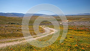 Winding desert dirt road in field of Yellow Sage and California Golden Poppies in high desert of southern California in Lancaster