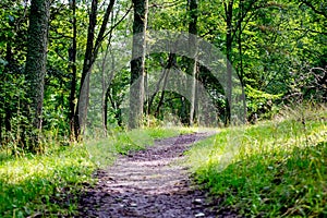 Winding dirt path leading through a serene wooded area with tall trees and lush tall grass