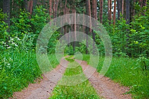 Winding dirt road through the forest