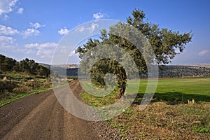 Winding dirt road and olive tree