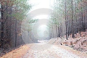 Winding dirt road through a pine forest with a thick fog