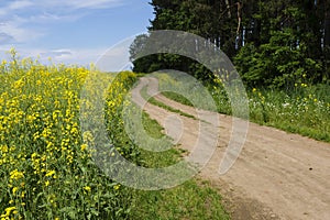 a winding field road. blooming rapeseed. yellow field of rapeseed flowers.