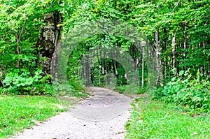 Winding Footpath through a Beautiful Green Beech Forest with Deciduous Trees. Dirt Trail Leads into the National Park in Croatia