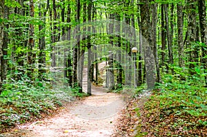 Winding Footpath through a Beautiful Green Beech Forest with Deciduous Trees. Dirt Trail Leads into the Plitvice Lakes in Croatia