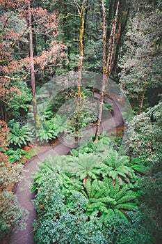 Winding footpath through beautiful rainforest.