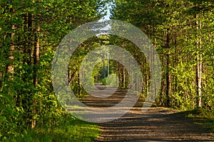 Winding Footpath through Green Forest