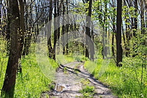 Winding Footpath through Sunny Green Forest of Deciduous Trees in Summer