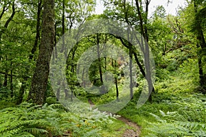 Winding footpath through woodland near Beddgelert, Gwynedd