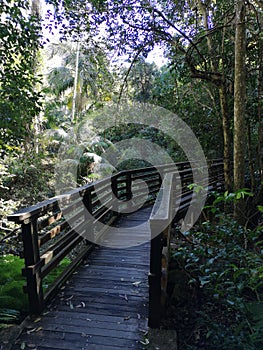 A winding forest crossing