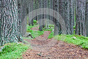 Winding forest footpath