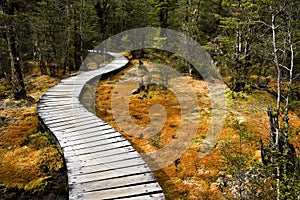 Winding forest path