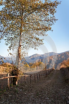 Winding forest path with mountain view in fall